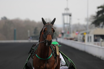 cheval de courses