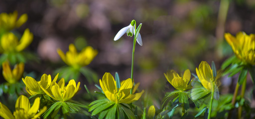 Snowdrops im the garden