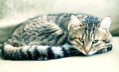 cat home striped spotted tabby