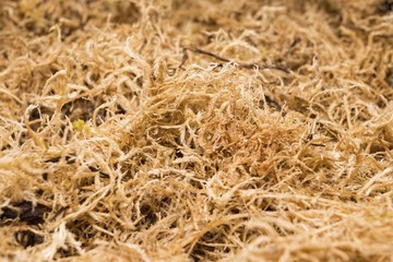 Beautiful dried sphagnum moss. Macro shot.