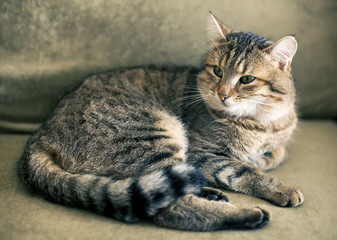 Fototapeta na wymiar cat home striped spotted tabby