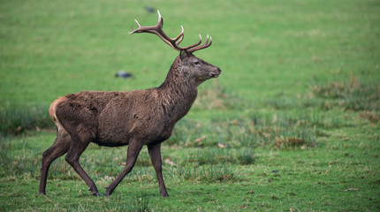 Red deer Stag walking across a grass meadow field during winter