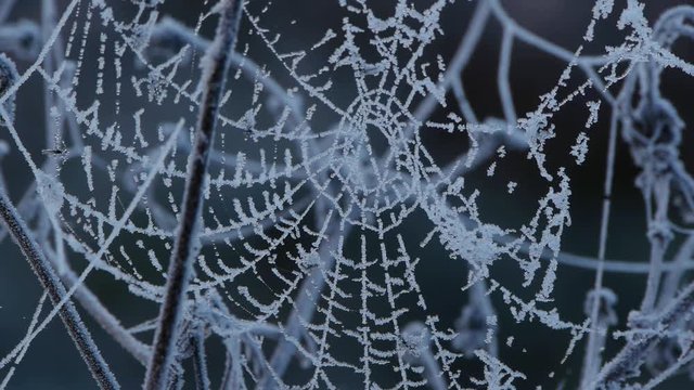   Frozen spider web with dawn spray     