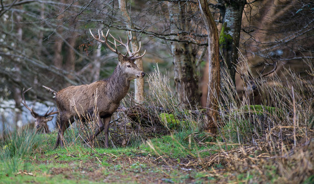 Wild Red Deer Stag walking into the forest 