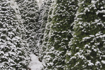 Close View, Selective Focus, Tall Douglas Fir, Christmas Trees Covered in a Blanket of Snow, a...