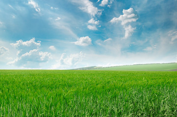 Obraz premium green field and blue sky with light clouds