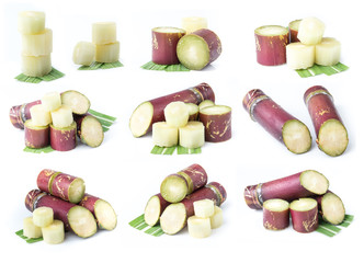 Collection of Pieces of sugarcane isolated on white background