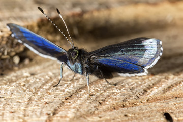 Butterfly on tree trunk macro photo