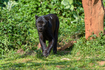 panther standing on savannah grass with characteristic trees on the plain in the background
