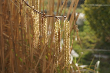 Männliche Kätzchen des Haselnussstrauchs