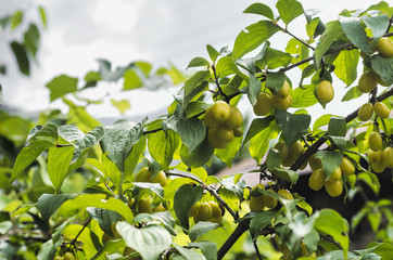 Dogwood Cornus Cornelian branch Cornus mas (Cornelian cherry, European cornel or dogwood) Bright red berries of cornel or dogwood on the branch. Azerbaijan Zogal