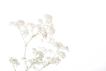 Gypsophila on white, shallow depth of field