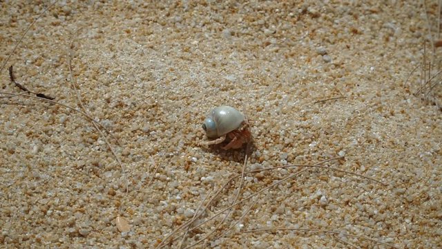 Cancer hermit runs on the sand at the beach. Mai Khao beach, Phuket.  Full HD stock footage.
