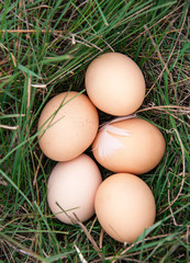 chicken eggs lying in a green grass