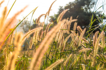 grass on field