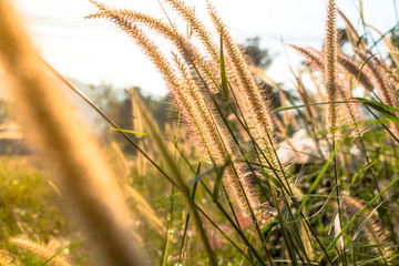 grass on field