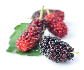 Mulberry with leaf isolated on white background