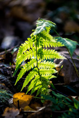 fern leaf is in the forest