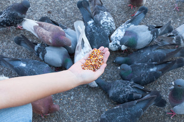 Pigeon eating from woman hand on the park,feeding pigeons in the park at the day time