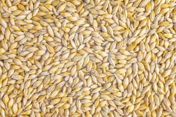 

Natural oat grains background, closeup
