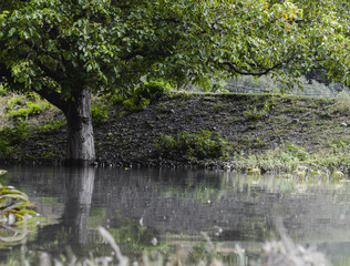 Summer landscape of reflected trees in a perfectly still water of lake with dramatic Latrigg mountain backdrop in Azerbaijan. Caucasus Gakh