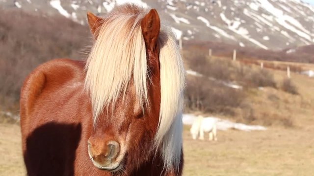 Iceland horse pony icelandic with brown fur and white mane in the wind in winter