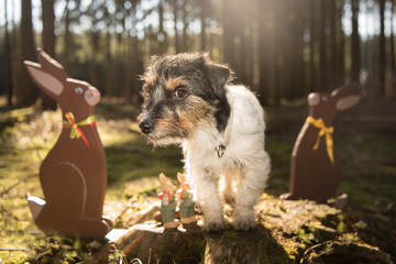 Hund und Osterhasen auf Baumstamm im Wald an Ostern - Jack Russell Terrier 2 Jahre alt