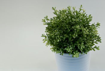 A picture of a round, green plant in a white planter with a white background.