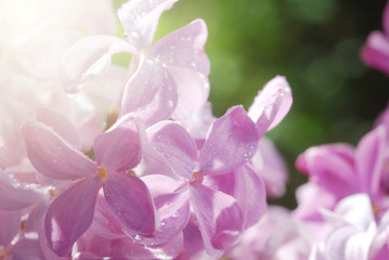 Macro shot of lilac flowers covered by dewdrops. Good for invitation and greeting card design backdrop.