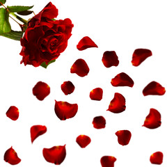Red roses and rose petals on white background,