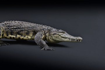 Fototapeta premium Krokodil Studioaufnahme
