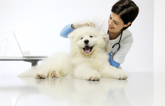 Veterinary checks the ears dog on the table in vet clinic