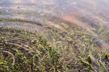 Underwater shot of grass and plants submerged in clear water with lots of airbubbles and reflection on subsurface.