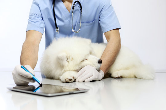 Veterinarian examining dog with digital tablet, in vet clinic table