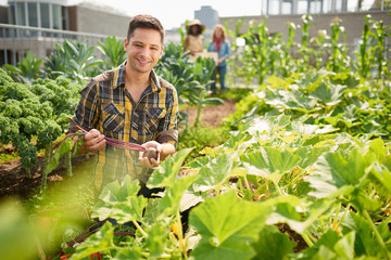 Friendly team harvesting fresh vegetables from the rooftop greenhouse garden and planning harvest season