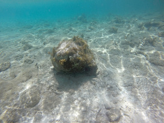 Unterwasserwelt Karibik 18