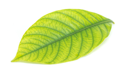 Obraz premium Green leaves isolated on white background