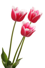 Three tulip