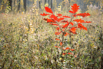 small oak tree with red leaves in park