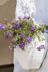 white clay pot with flowers on a white wall