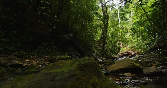 Small river in the jungle