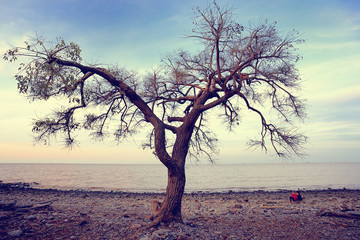 Sunset landscape view of a lonely tree at the sea coast. Ecological reserve Costanera Sur, Puerto...