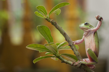 Frog in action