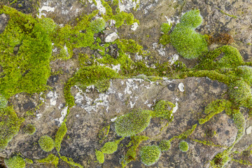 moss and lichen on rough stone