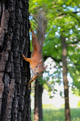 Curious squirrel in a tree has come to get acquainted