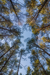 Pine wood tree tops and blue sky at Furulunden