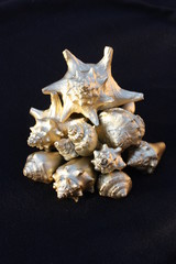 Golden Seashells 