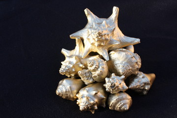 Golden Seashells 