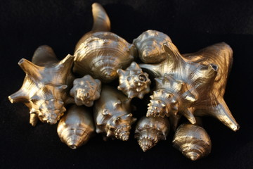 Golden Seashells 