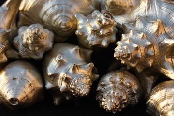 Golden Seashells 